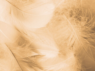 Beautiful abstract white and brown feathers on white background and soft yellow feather texture on...
