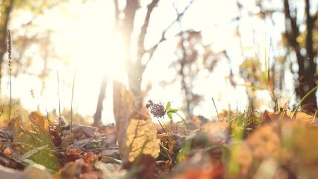 Autumn sunny forest. Close up on yellow colored maple dry tree leaves are falling to the ground on sunlight boken background. Camera view from the bottom laying on the floor. High quality 4k footage