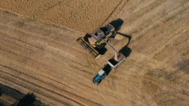 A combine harvester loading freshly harvested wheat into a tractor trailer for transport. Agricultural harvesting. Combine agricultural machinery in a wheat field.