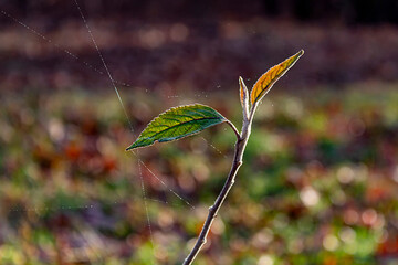веточка с паутинкой
