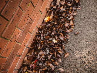 Autumn leaves on the pavement