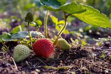 strawberry plant in the garden