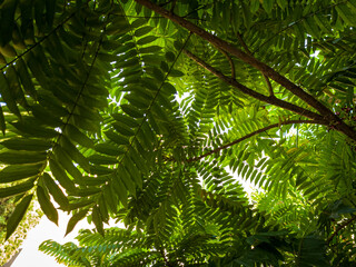Fototapeta na wymiar Green leafy tree background in the photo from below