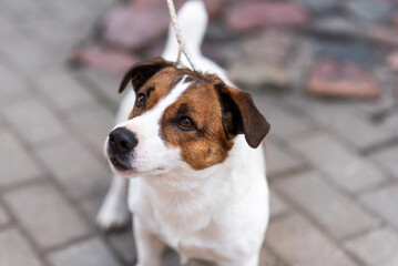 Jack Russell Terrier, in the city, unloading.