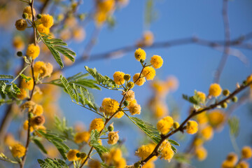 Bright yellow round flower pods bloom in a cluster along the branches of an acacia tree in the desert southwest during spring with cloudless blue sky background
