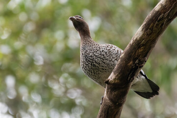 Australian wood duck (Chenonetta jubata) in a tree.