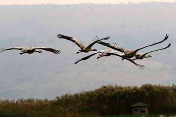 A large flock of cranes in the Hula nature reserve in northern Israel