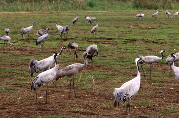 A large flock of cranes in the Hula nature reserve in northern Israel