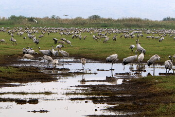 A large flock of cranes in the Hula nature reserve in northern Israel