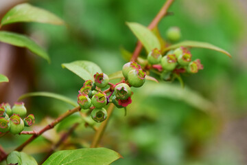 ブルーベリーの成りたての青い実