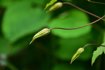 庭のクレマチスのつぼみ