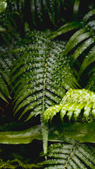 fern in the forest