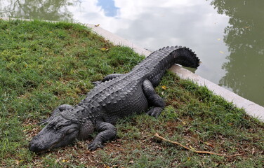 Large crocodiles in the Hamat - Gader nature reserve in northern Israel