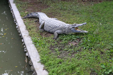 Large crocodiles in the Hamat - Gader nature reserve in northern Israel