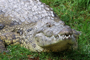 Large crocodiles in the Hamat - Gader nature reserve in northern Israel