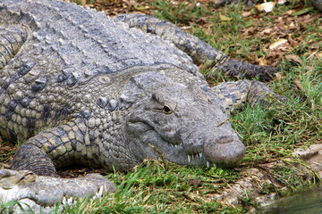 Large crocodiles in the Hamat - Gader nature reserve in northern Israel