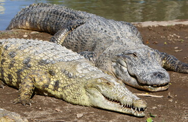 Large crocodiles in the Hamat - Gader nature reserve in northern Israel