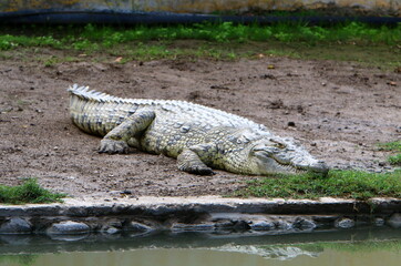 Large crocodiles in the Hamat - Gader nature reserve in northern Israel