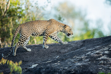 Walking Leopard | Sri Lankan Leopard | Big Male Leopard | Wallpaper Background 