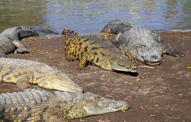 Large crocodiles in the Hamat - Gader nature reserve in northern Israel