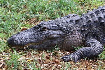 Large crocodiles in the Hamat - Gader nature reserve in northern Israel
