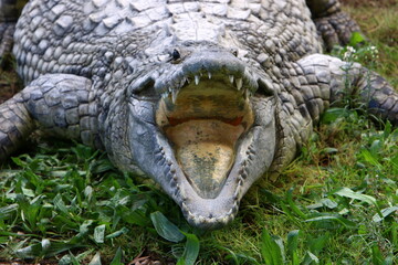 Large crocodiles in the Hamat - Gader nature reserve in northern Israel