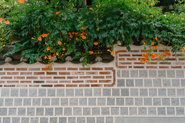 Obraz premium Traditional wall and trumpet creeper flowers at Bukchon Hanok Village in Seoul, Korea