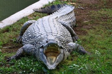 Large crocodiles in the Hamat - Gader nature reserve in northern Israel