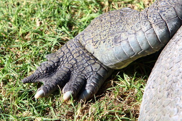 Obraz premium Large crocodiles in the Hamat - Gader nature reserve in northern Israel