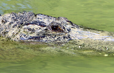 Large crocodiles in the Hamat - Gader nature reserve in northern Israel