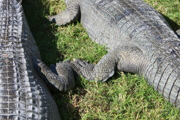 Large crocodiles in the Hamat - Gader nature reserve in northern Israel