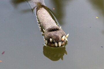 Large crocodiles in the Hamat - Gader nature reserve in northern Israel