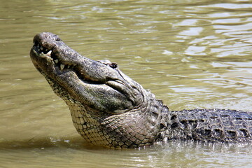 Large crocodiles in the Hamat - Gader nature reserve in northern Israel