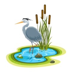 Heron in pool