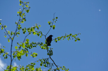 A Male Red-Winged Blackbird in a Tree