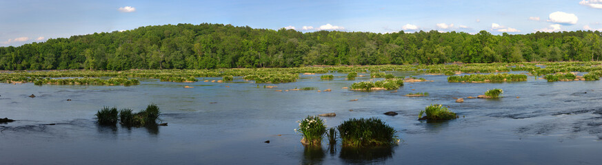 A panoramic view of very rare Rocky shoals spider lilies in the Catawba river near Rock Hill, South Carolina, USA.