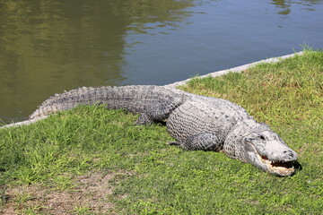 Large crocodiles in the Hamat - Gader nature reserve in northern Israel