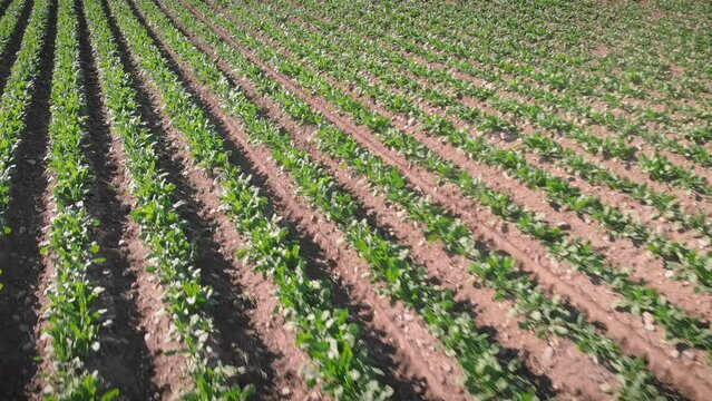Rows of young green radish crop growing at springtime. Agriculture field