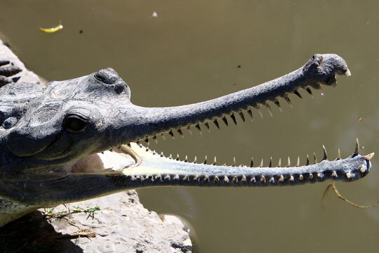 Large crocodiles in the Hamat - Gader nature reserve in northern Israel