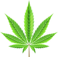 Marijuana leaf illustration