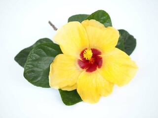 Naklejka premium Beautiful yellow hibiscus flower on white background. closeup photo, blurred.