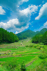 愛知県新城市　初夏の四谷の千枚田