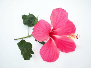 Large pink hibiscus flower on white background. closeup photo, blurred. © Bungon