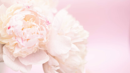 Beautiful garden peony flowers bouquet on pink background. Top view flat lay with space for your holiday greetings