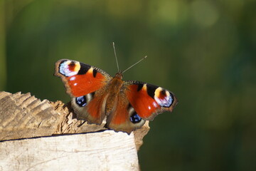 Tagpfauenauge (Aglais io) sonnt sich abends. Der Schmetterling sitzt auf einem Holzbalken. Der...