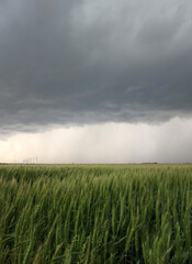 Gray Storm Clouds Over an Agricultural Field with wheat in rural Oklahoma