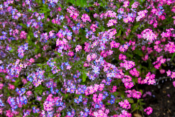 Obraz premium Many Forget-me-not flowers blooming together; Pink and Blue pretty small flowers