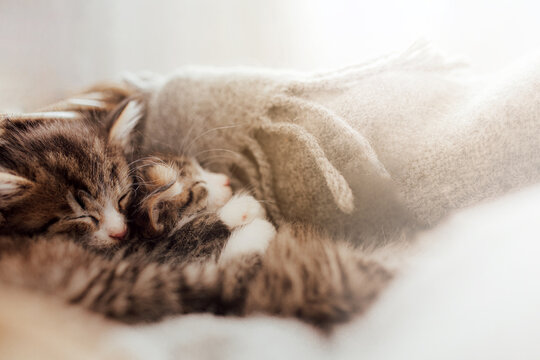 Little cute kittens sleep in an embrace covered with a blanket. Light effect. Sweet cats hug each other. I love and protect pets. Animal protection and care. High quality photo