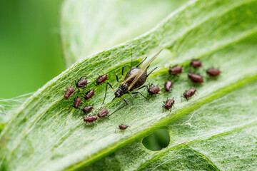 Black Bean Aphid Colony Close-up. Blackfly or Aphis Fabae Garden Parasite Insect Pest Macro on Green Background