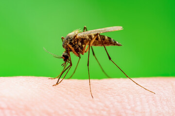 Malaria Mosquito Bite on Green Background. Encephalitis, Yellow Fever, Dengue, Malaria Disease,...